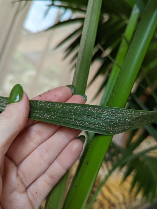 Scale insects on an indoor Howea forsteriana palm