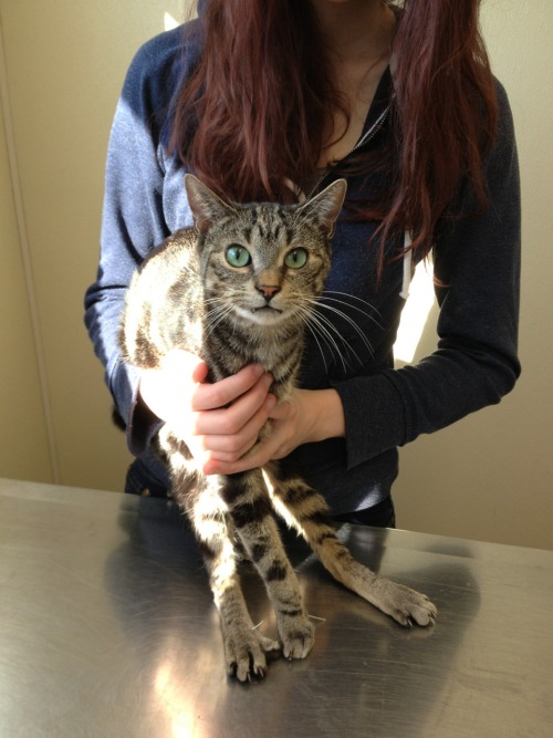 Photos from kitty acupuncture this morning! He&rsquo;s a pretty cooperative little guy.Teddy is 