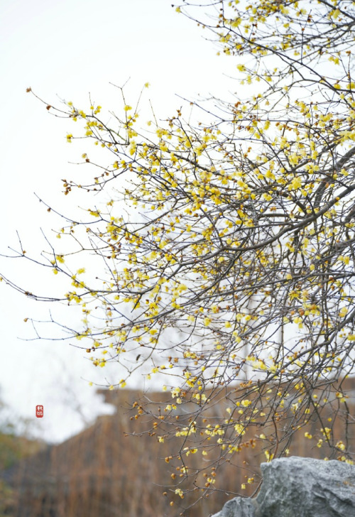 wintersweets in chinese garden by 云溪AN and 秋嫣旅行