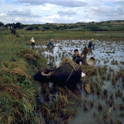 Life on remote Japanese islands, Okinawa Prefecture, Japan, November 1967