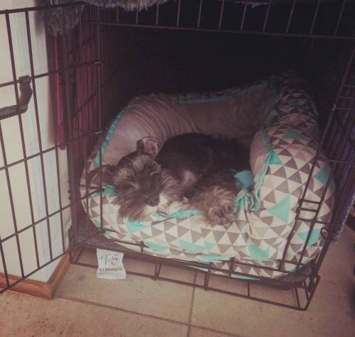 So pooped after her first beach day that she walked herself into her crate and fell asleep. 🌜🐕 / on Instagram http://ift.tt/2c4s58G