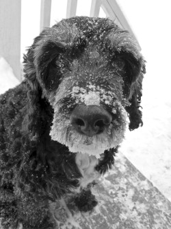 handsomedogs:  This is Nellie, a cocker-spaniel/toy poodle mix. She was always so easy to spot in the snow, due to her black coat. Unfortunately, Nellie passed away a little while ago due to lymphoma, but she is somewhere, still romping in the snow. 