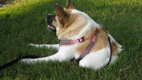 sixpenceee:Pig is a half-dog with significant impairments. She was born in the wild
