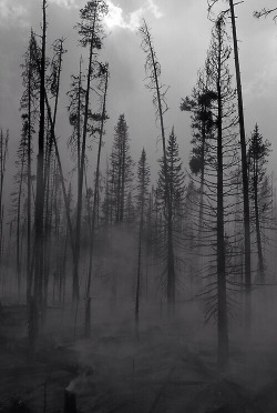 Truenorblackmetal:  Deadly Woods  Https://Www.facebook.com/Truenorblackmetal?Ref=Hl