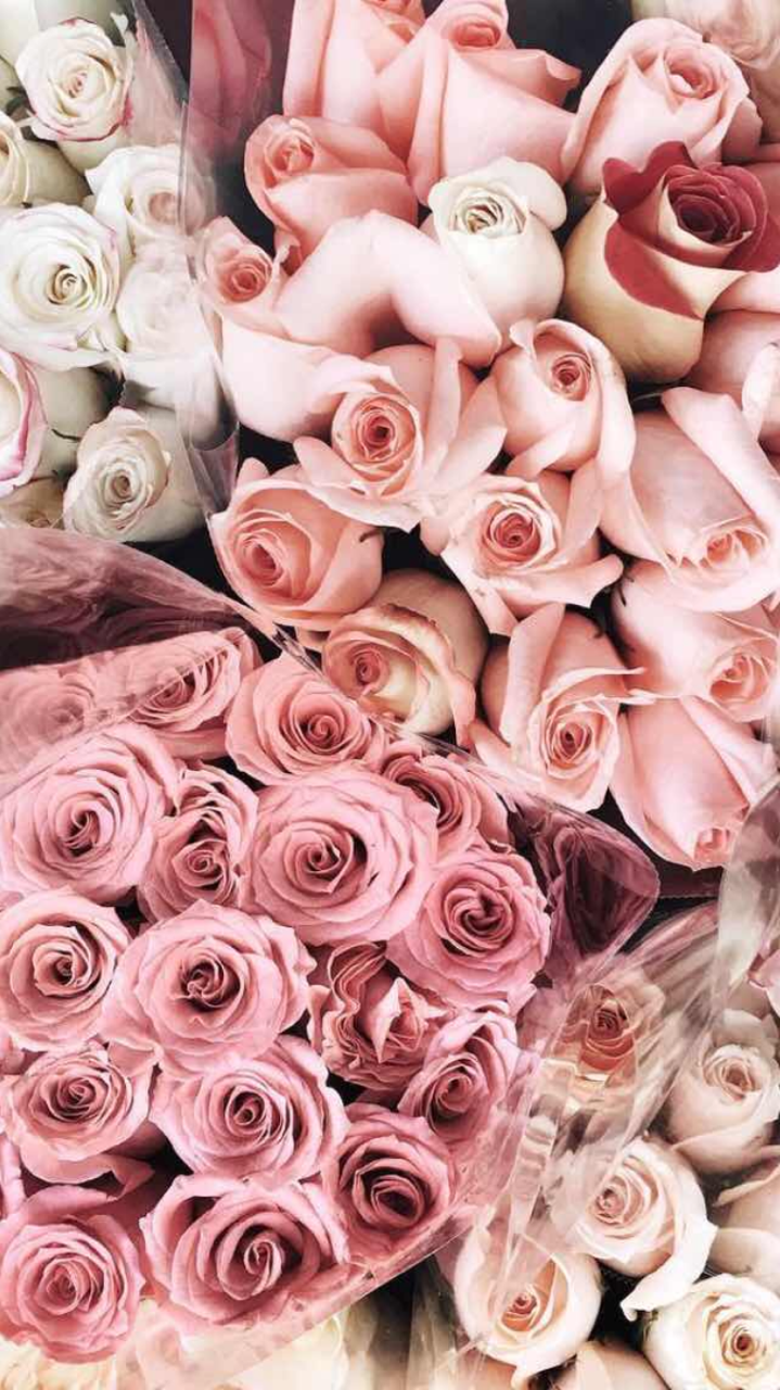 tumblr wallpaper flowers,flower,garden roses,flowering plant,rose,pink  (#253604) - WallpaperUse