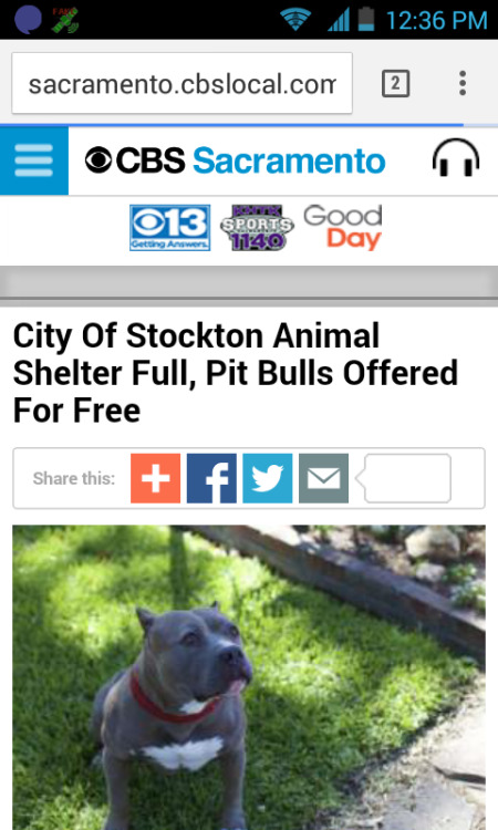 mfpen:dehydratedshrimp:This is happening in my town BOOST THIS. Get a free pit bull today with medic