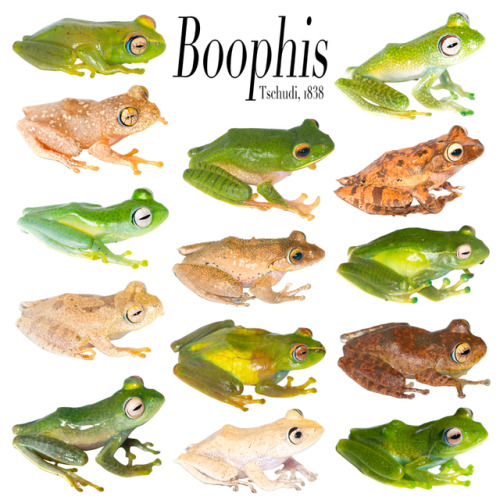 markscherz:A few of the species in the genus Boophis that I have photographed over the last few year