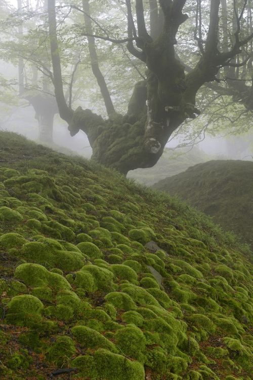 missfairyblossom:Birch in the Cordillera Cantabrica (Cantabirian Range), fog, Cantabria, Spain. Foun