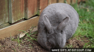 Flopping Buns