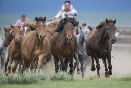 horsesarecreatures:Mongolian Horses - Batzaya Photography