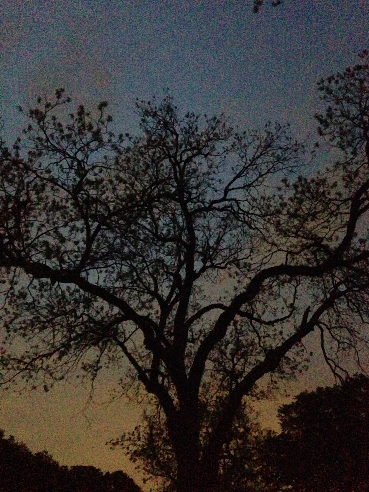 aaron-hoegenauer:  Highland Park, TX 
