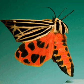 Moths Flying In Slow Motion Gif Pack!
