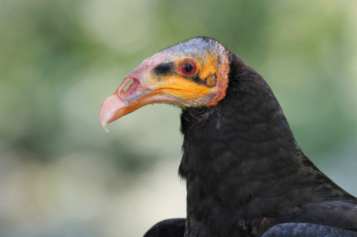 dezzoi:New World Vultures(Turkey Vulture) (Black Vulture)(California Condor)(Lesser Yellow Headed Vu
