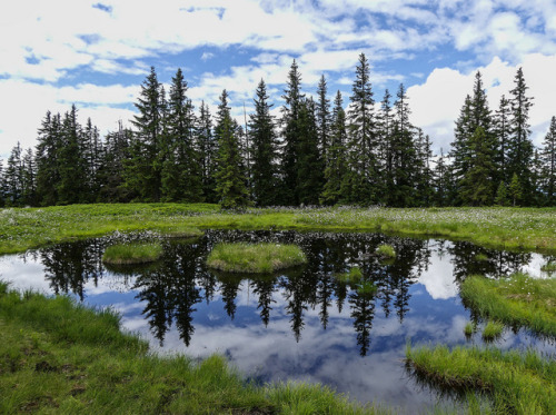 lavenderwaterwitch: 90377: Rossbrand Panoramastraße by Kornelia stunning!