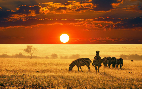 Porn photo The day’s last graze (Zebras at sunset