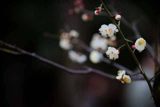 valscrapbook:  Pleasure to see you, too by Mamoru Yasuda on Flickr.