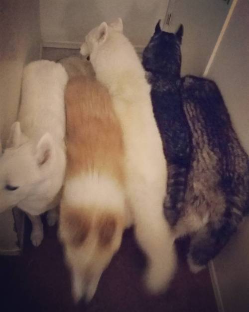 6woofs:My hallway is 5 huskies wide #husky #siberianhusky #whitehusky