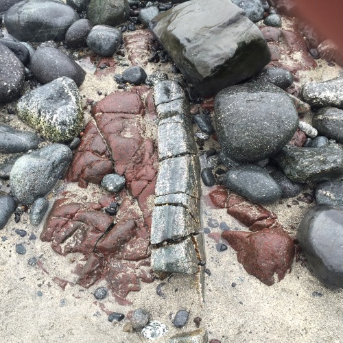 aresvallis: Gabbro and basalt dykes in red serpentinite rocks. Coverack, Cornwall