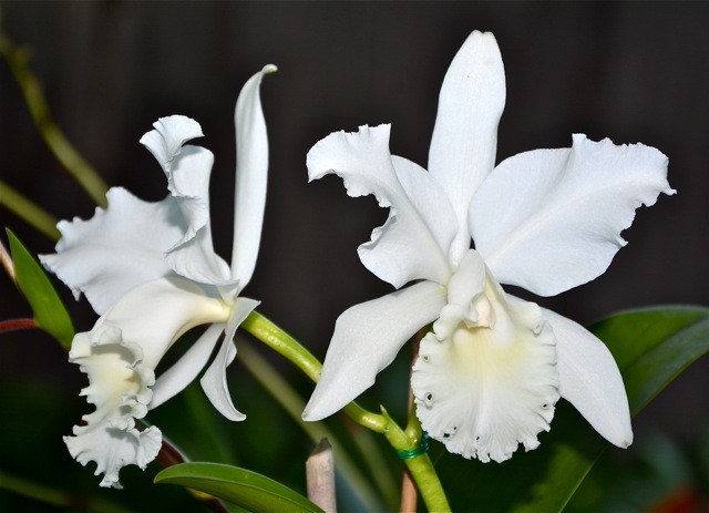 Cattleya Wendy Patterson
July Show Table