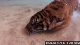 beppski:  The Amazing Tiger(Shark)