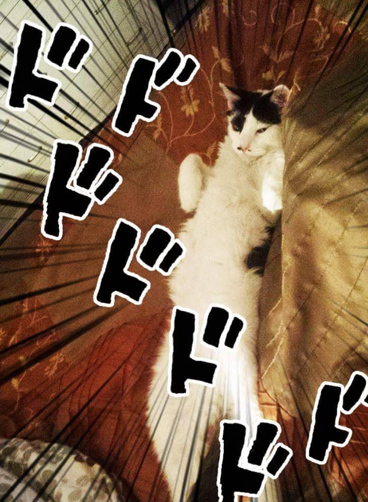 havesomemoore:  ihuatzin:  Hello everyone, today I had to take my cat Jojo to the