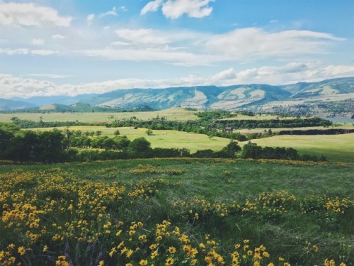 justapplyyourself:Rowena Plateau. The Dalles, Oregon.