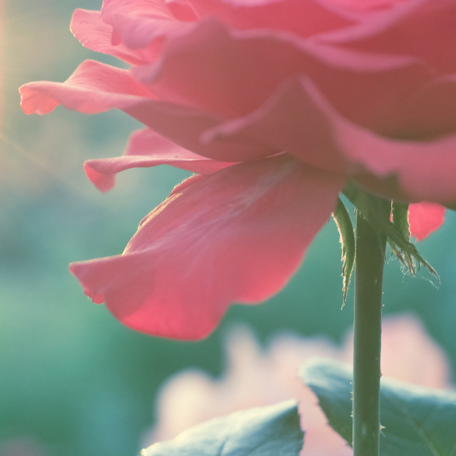 spiritualblue:  Flickr | Tumblr 