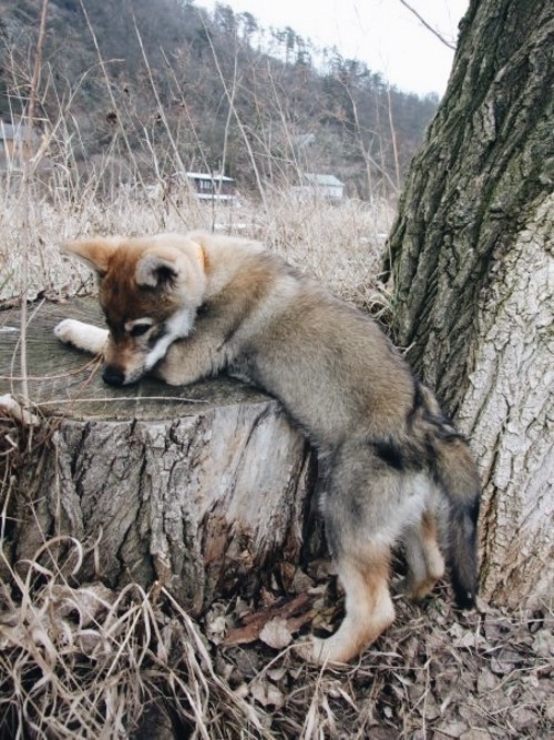 the-little-wolfdog:  *Sir Edmund Hillary wildly clapping*