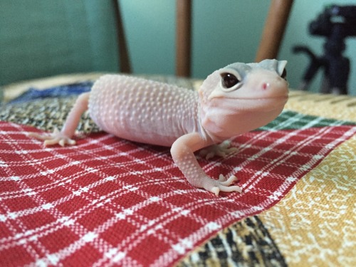 thisisasnake:  Perfect child. Saki is so sweet and patient. She really enjoys curling up in warm blankets with me.