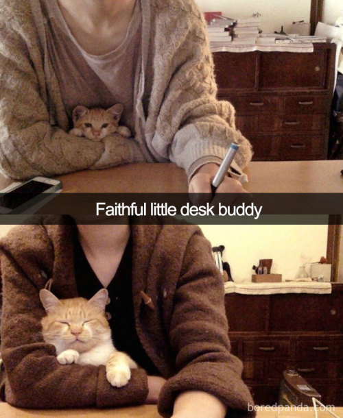 bookwormwinnetou: awesome-picz: Hilarious Cat Snapchats That Will Leave You With The Biggest Smile (