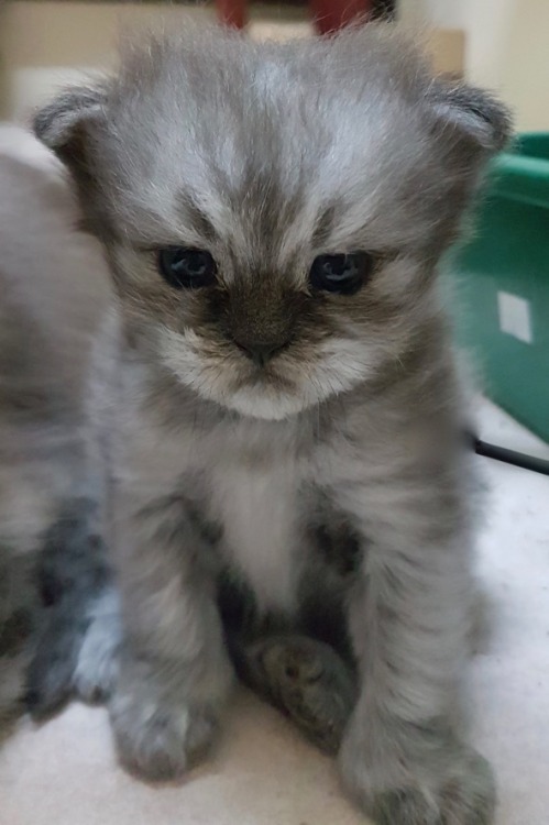 Say hello to Medusa. she’s 3 weeks old. Love love love her grumpy face!!Courtesy of and ©: sit