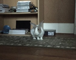 tokitherabbit:  This is an assortment of recent action shots, because every day is an adventure for a house rabbit! 