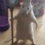 skibidiarnold22