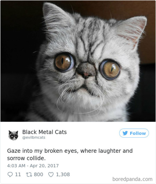 scowlofjustice: probablyacerpgideas: catsbeaversandducks: Twitter Account Pairs Cat Pics With Metal 