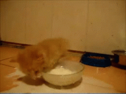awwww-cute:  Milk, Milk, Milk