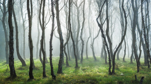 90377:Bolehill Mist 4 by J C Mills Photography on Flickr.