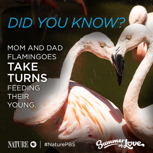 The nutrient-rich liquid flamingos produce from their throats is similar to milk and helps give thei