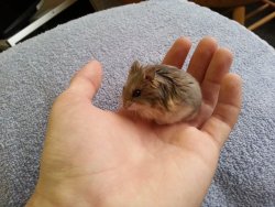 cute-overload:Here, a high resolution Dwarf Hamster for your day.. Dude’s still kicking 2.5 years laterhttp://cute-overload.tumblr.com source: http://imgur.com/r/aww/MzueAfk