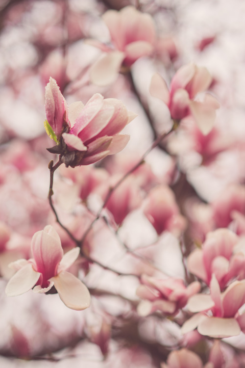 ohgoodgracious:  Go Outside.