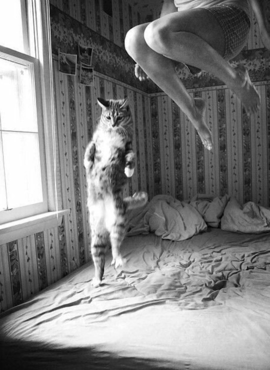 arnold-ziffel: Happy Friday  Cats 