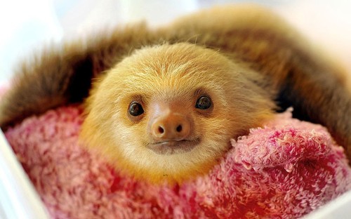 funnywildlife:Cute sloths of Aviarios Del Caribe, a sloth sanctuary in Costa Rica by photographer 