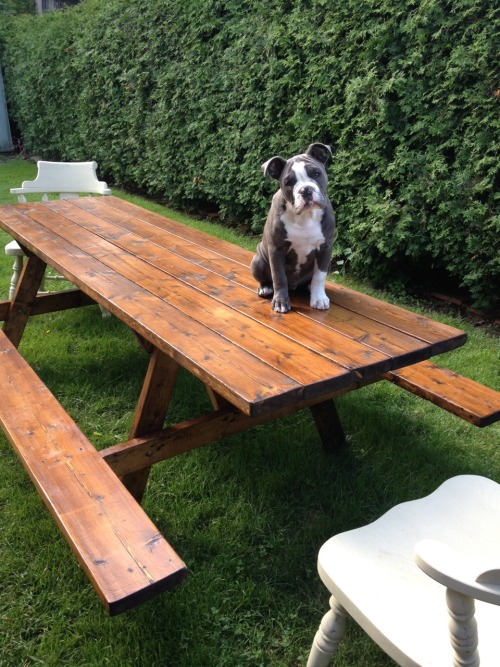 handsomedogs:  George! 4 month old Olde English Bulldogge and full of beans