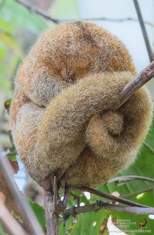 interadulation: christiandiorhypnoticpoison: end0skeletal: Silky Anteater SCREEEEEAAAAAAAAAAAAAAAAM 