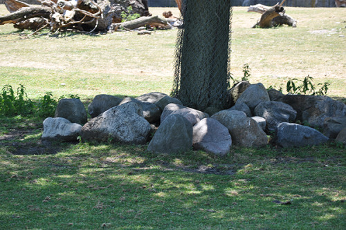 yo dottily look it’s the world’s largest rodent