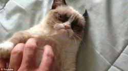 theweekmagazine:  A new study appears to confirm what Grumpy Cat already knows: Cats don’t really like it when you pet them.  Yeah well, whatever right?