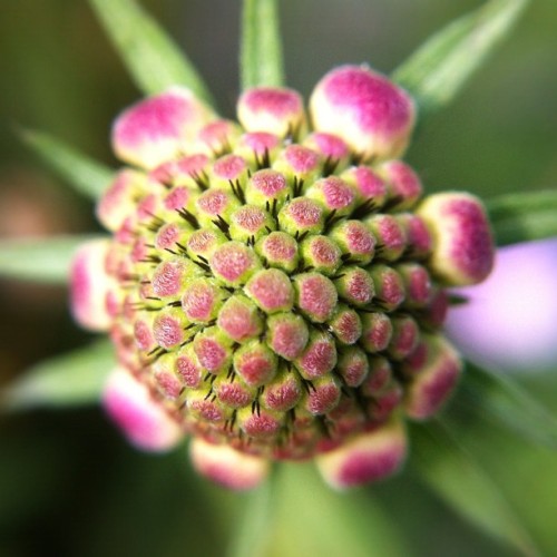 photojojo:   Know how to make your new iPhone 5c/5s’s super duper camera even superer? Thow a Macro Cell Lens Band over your camera’s lens and you can focus on your subject from just 1-2 inches away. Use your new iPhone’s bigger-than-ever pixels