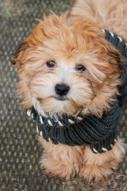 lewisthehavanese:  Lewis enjoying the sweater