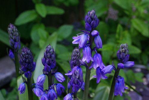 Bluebells by Malcolm Lewis on Flickr.