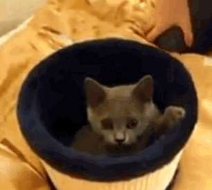 allanimalsunited:  gif