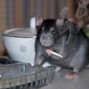 lordscrubbington:  snakelet:  no homo. we’re fresh out. we should get a new shipment